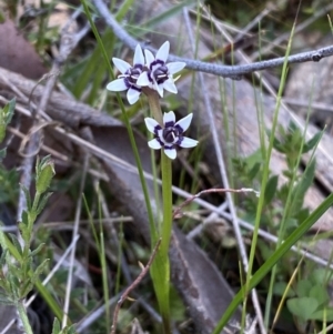 Wurmbea dioica subsp. dioica at Karabar, NSW - 1 Oct 2023