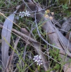 Wurmbea dioica subsp. dioica at Karabar, NSW - 1 Oct 2023