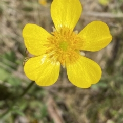 Ranunculus lappaceus (Australian Buttercup) at Karabar, NSW - 1 Oct 2023 by Steve_Bok