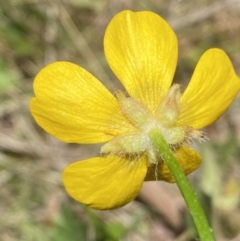 Ranunculus lappaceus at Karabar, NSW - 1 Oct 2023