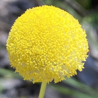 Craspedia variabilis (Common Billy Buttons) at Karabar, NSW - 1 Oct 2023 by SteveBorkowskis