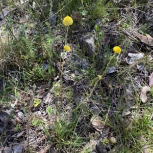 Craspedia variabilis at Karabar, NSW - 1 Oct 2023