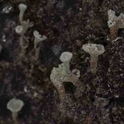 Cladonia sp. (genus) (Cup Lichen) at Bruce Ridge - 30 Sep 2023 by ConBoekel