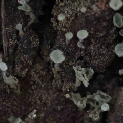 Cladonia sp. (genus) at Bruce, ACT - 1 Oct 2023
