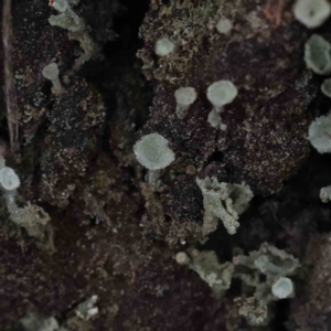 Cladonia sp. (genus) at Bruce, ACT - 1 Oct 2023