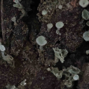 Cladonia sp. (genus) at Bruce, ACT - 1 Oct 2023 09:36 AM