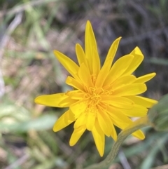 Microseris walteri (Yam Daisy, Murnong) at Karabar, NSW - 1 Oct 2023 by SteveBorkowskis