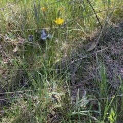 Microseris walteri at Karabar, NSW - 1 Oct 2023 01:00 PM