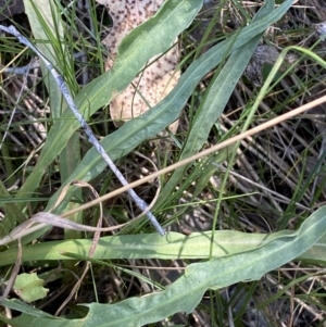 Microseris walteri at Karabar, NSW - 1 Oct 2023 01:00 PM