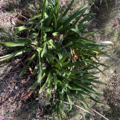 Agapanthus praecox subsp. orientalis (Agapanthus) at QPRC LGA - 1 Oct 2023 by Steve_Bok