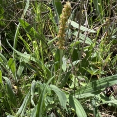 Plantago varia (Native Plaintain) at Mount Jerrabomberra - 1 Oct 2023 by Steve_Bok