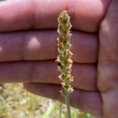 Plantago varia at Karabar, NSW - 1 Oct 2023 12:57 PM