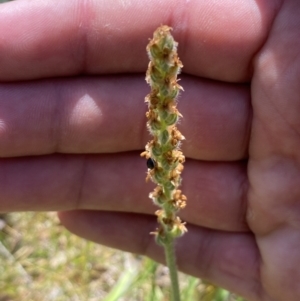 Plantago varia at Karabar, NSW - 1 Oct 2023 12:57 PM