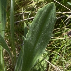 Plantago varia at Karabar, NSW - 1 Oct 2023