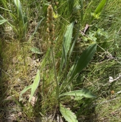 Plantago varia at Karabar, NSW - 1 Oct 2023