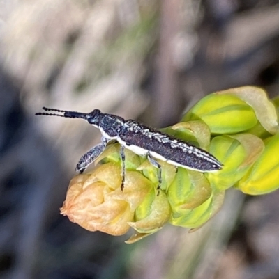 Rhinotia sp. in brunnea-group (A belid weevil) at QPRC LGA - 1 Oct 2023 by SteveBorkowskis