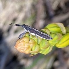 Rhinotia sp. in brunnea-group at Karabar, NSW - 1 Oct 2023