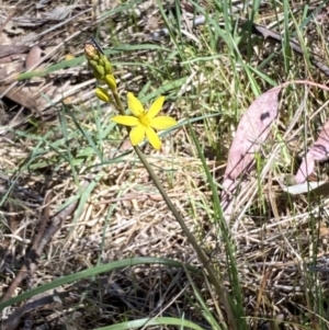 Bulbine bulbosa at Karabar, NSW - 1 Oct 2023 12:52 PM