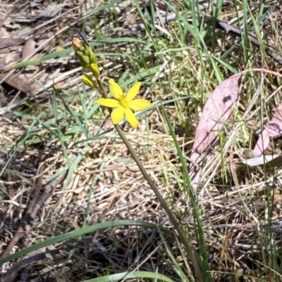 Bulbine bulbosa (Golden Lily) at Mount Jerrabomberra - 1 Oct 2023 by Steve_Bok