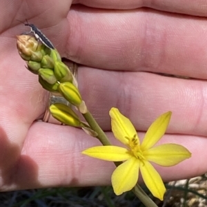 Bulbine bulbosa at Karabar, NSW - 1 Oct 2023 12:52 PM