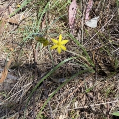 Bulbine bulbosa at Karabar, NSW - 1 Oct 2023 12:52 PM