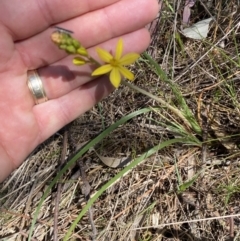 Bulbine bulbosa at Karabar, NSW - 1 Oct 2023 12:52 PM