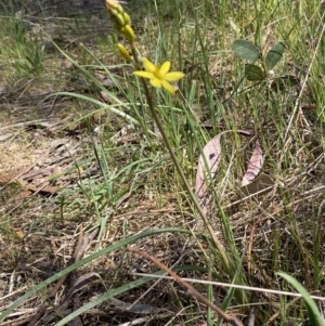 Bulbine bulbosa at Karabar, NSW - 1 Oct 2023 12:52 PM