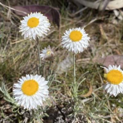 Leucochrysum albicans subsp. tricolor (Hoary Sunray) at Karabar, NSW - 1 Oct 2023 by SteveBorkowskis