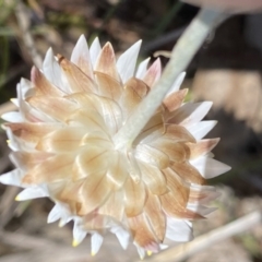 Leucochrysum albicans subsp. tricolor at Karabar, NSW - 1 Oct 2023