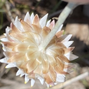 Leucochrysum albicans subsp. tricolor at Karabar, NSW - 1 Oct 2023