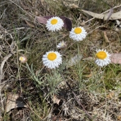 Leucochrysum albicans subsp. tricolor at Karabar, NSW - 1 Oct 2023 12:51 PM