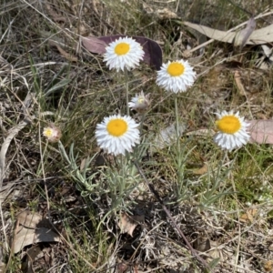 Leucochrysum albicans subsp. tricolor at Karabar, NSW - 1 Oct 2023