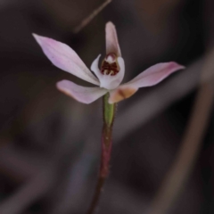Caladenia fuscata (Dusky Fingers) at Bruce, ACT - 30 Sep 2023 by ConBoekel