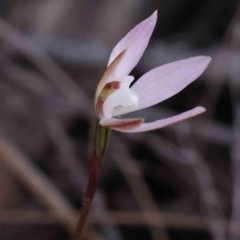 Caladenia fuscata at Bruce, ACT - 1 Oct 2023