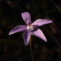 Glossodia major (Wax Lip Orchid) at Bruce Ridge to Gossan Hill - 30 Sep 2023 by ConBoekel