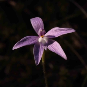 Glossodia major at Bruce, ACT - 1 Oct 2023