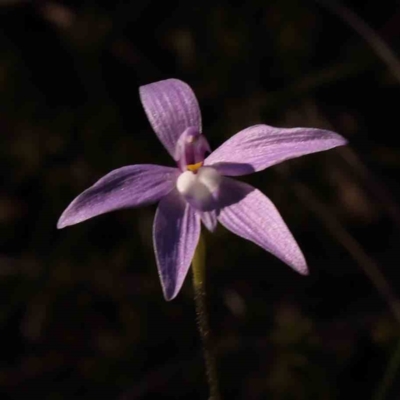 Glossodia major (Wax Lip Orchid) at Bruce, ACT - 1 Oct 2023 by ConBoekel