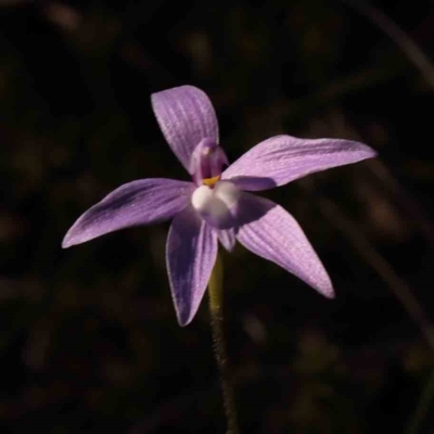 Glossodia major (Wax Lip Orchid) at Bruce, ACT - 1 Oct 2023 by ConBoekel