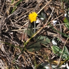 Hypochaeris glabra (Smooth Catsear) at Goorooyarroo NR (ACT) - 30 Sep 2023 by RAllen