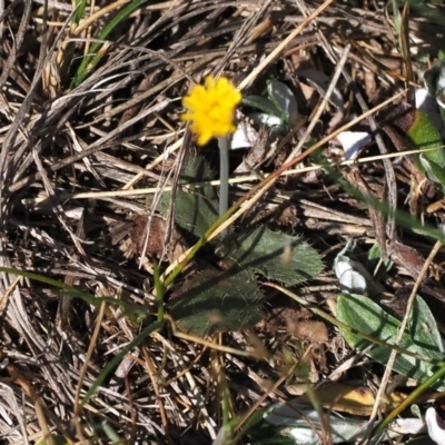 Hypochaeris glabra (Smooth Catsear) at Gungahlin, ACT - 30 Sep 2023 by RAllen