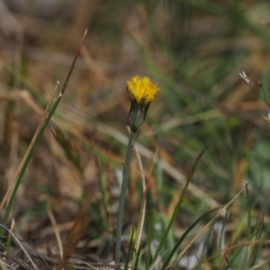 Hypochaeris glabra at Gungahlin, ACT - 30 Sep 2023