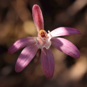 Caladenia fuscata at Bruce, ACT - 1 Oct 2023