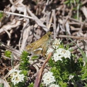 Taractrocera papyria at Gungahlin, ACT - 30 Sep 2023