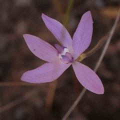 Glossodia major (Wax Lip Orchid) at Bruce Ridge to Gossan Hill - 30 Sep 2023 by ConBoekel