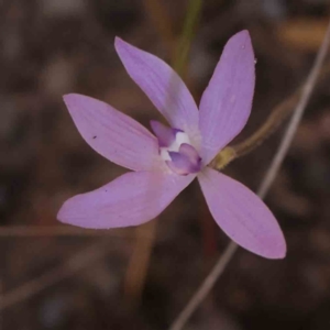 Glossodia major at Bruce, ACT - suppressed