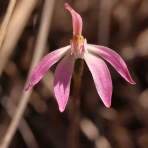 Caladenia fuscata at Bruce, ACT - suppressed