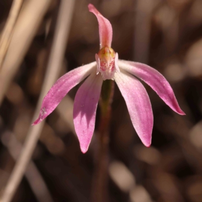Caladenia fuscata (Dusky Fingers) at Bruce, ACT - 30 Sep 2023 by ConBoekel