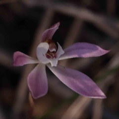 Caladenia fuscata (Dusky Fingers) at Bruce Ridge to Gossan Hill - 30 Sep 2023 by ConBoekel