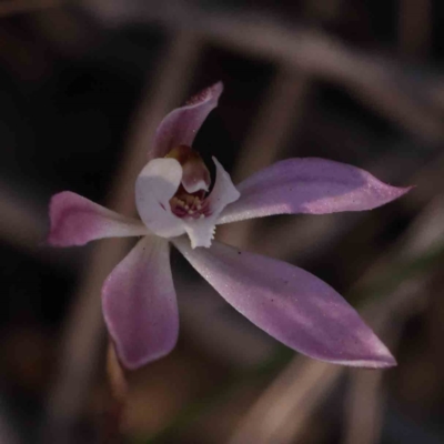 Caladenia fuscata (Dusky Fingers) at Bruce Ridge - 30 Sep 2023 by ConBoekel