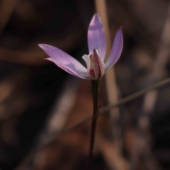 Caladenia fuscata at Bruce, ACT - 1 Oct 2023